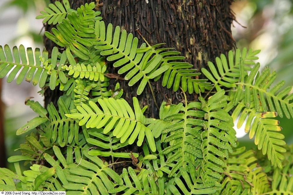 polypodium_polypodioides_1